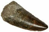 Serrated Raptor Tooth - Feeding Worn Tip #332202-1